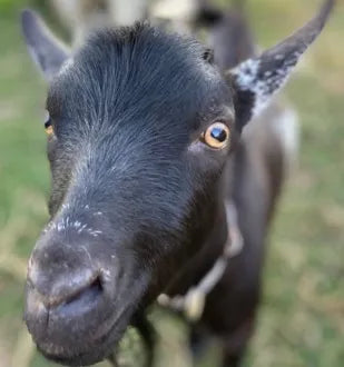 Goats & Copper Bolus