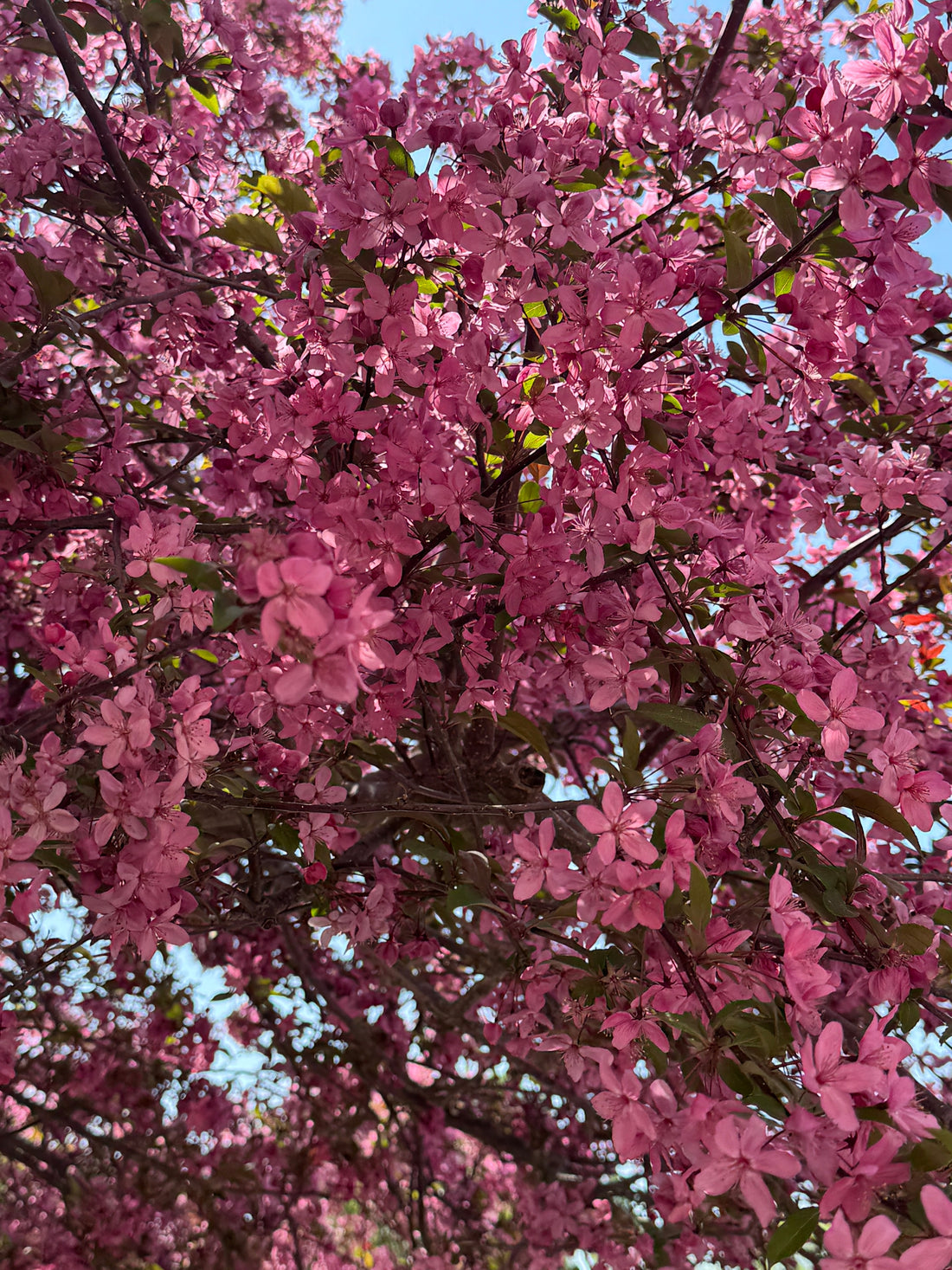 The Ultimate Day Trip: Exploring Washington, D.C. with McIlwain Charters