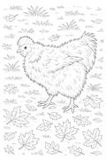Silkie - Digital Coloring Page