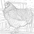 Blue Laced Gold Wynadotte - Digital Coloring Page