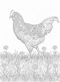 Barred Rock - Digital Coloring Page