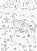 Rouen Duck - Digital Coloring Page